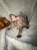 MAX  lilac tan $1800, a male French Bulldog for sale in The Villages, FL – 4 of 8