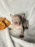 MAX  lilac tan $1800, a male French Bulldog for sale in The Villages, FL – 5 of 8