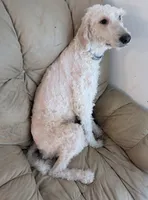 Frank the poodle (OBO), a male Poodle - Standard  for sale in The Villages, FL – 4 of 4