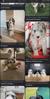 Bobby Sheepadoodle $950, a male Old English Sheepdog and Poodle - Multi-Colored Standard for sale in The Villages, FL – 5 of 6