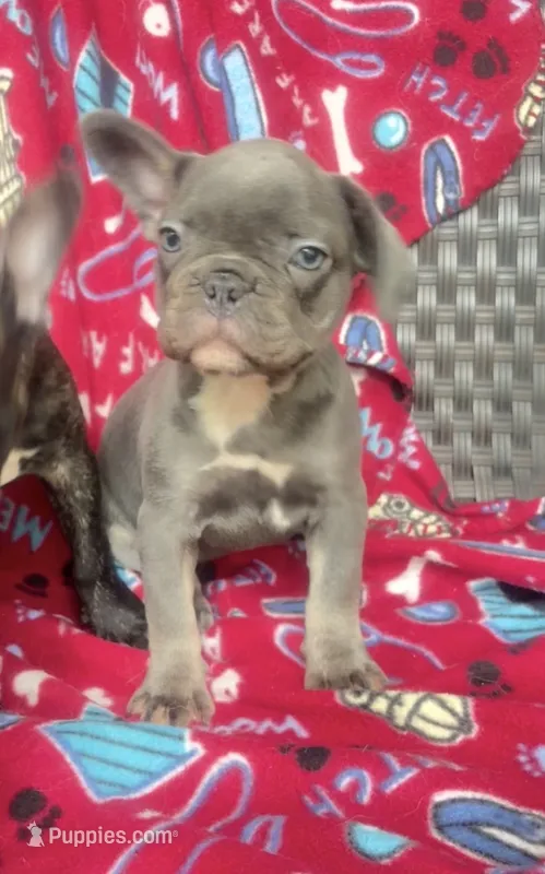 Gemma  $1350 lilac & tan – French Bulldog puppy for sale in The Villages, FL