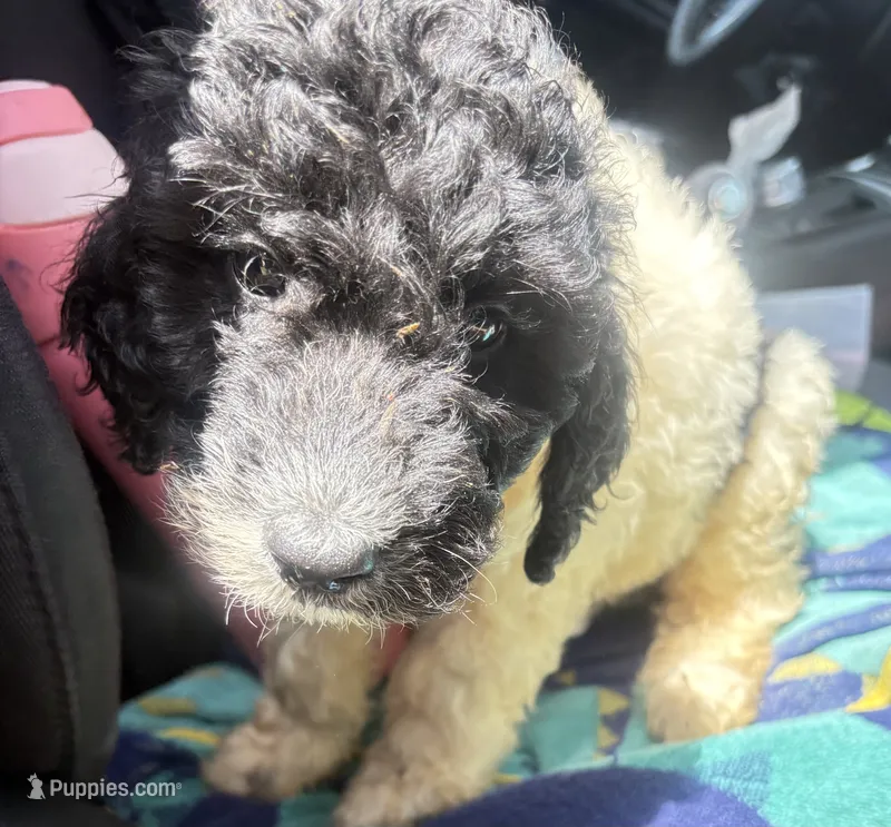 Crystal black & white parti $650 – Poodle - Multi-Colored Standard, Pyredoodle puppy for sale in The Villages, FL