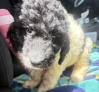 Crystal black & white parti $650, a female Poodle - Multi-Colored Standard and Pyredoodle for sale in The Villages, FL – 1 of 10