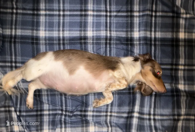 Hazel litter due this summer! – Miniature Dachshund puppy for sale in The Villages, FL