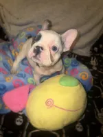 GHOST $1800, a male French Bulldog for sale in The Villages, FL – 4 of 10