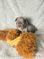Gemma grey $1600, a female French Bulldog for sale in The Villages, FL – 2 of 7