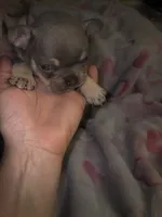 Laila lilac & fawn, a female French Bulldog for sale in The Villages, FL – 4 of 8