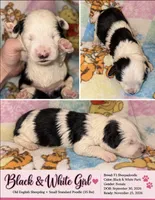 Justice black & white $1200, a female Old English Sheepdog and Poodle - Multi-Colored Standard for sale in The Villages, FL – 1 of 1