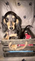 Mocha dapple girl, a female Miniature Dachshund for sale in Ocala, FL – 2 of 6