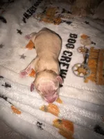 Betty light golden , a female Shih Tzu and Miniature Dachshund for sale in The Villages, FL – 2 of 5