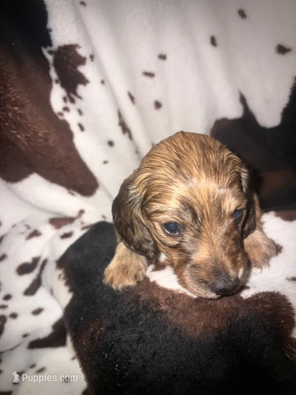 Becky red brindle – Miniature Dachshund puppy for sale in Ocala, FL