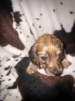 Becky red brindle, a female Miniature Dachshund for sale in Ocala, FL – 1 of 4