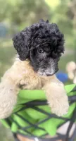 Bobby black and white parti $500, a male Poodle - Multi-Colored Standard and Pyredoodle for sale in The Villages, FL – 1 of 10
