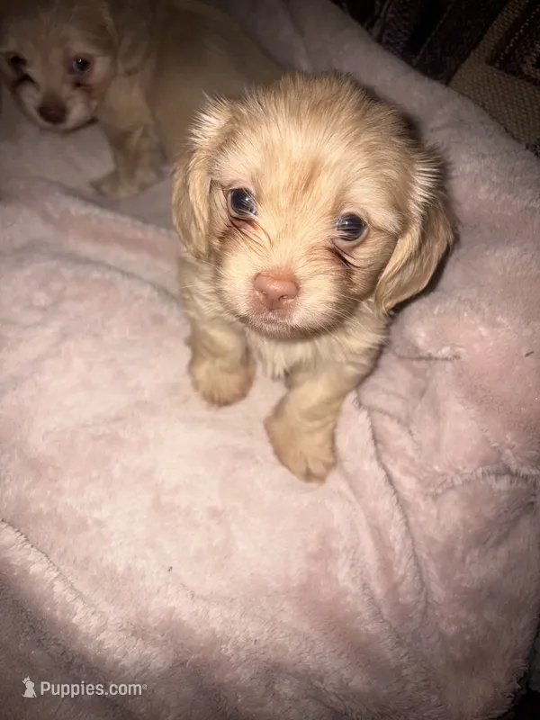 Betty light golden  – Shih Tzu, Miniature Dachshund puppy for sale in The Villages, FL