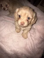 Betty light golden , a female Shih Tzu and Miniature Dachshund for sale in The Villages, FL – 1 of 7