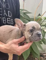 Blue fawn girl , a female French Bulldog for sale in The Villages, FL – 4 of 4