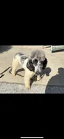 Merlin $1250 chocolate Merle BLUE EYES, a male Poodle - Multi-Colored Standard and Pyredoodle for sale in The Villages, FL – 6 of 9