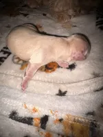 Bindi cream girl, a female Shih Tzu and Miniature Dachshund for sale in The Villages, FL – 2 of 5