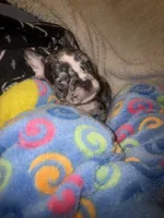 Harley $1600, a female French Bulldog for sale in The Villages, FL – 5 of 10
