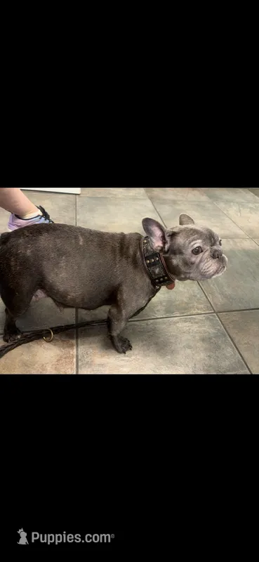 Laila lilac fawn girl – French Bulldog puppy for sale in The Villages, FL