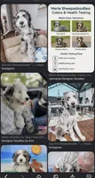 Bobby Sheepadoodle $950, a male Old English Sheepdog and Poodle - Multi-Colored Standard for sale in The Villages, FL – 4 of 6