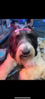 Jasmine Merle parti $1100, a female Poodle - Multi-Colored Standard and Pyredoodle for sale in The Villages, FL – 8 of 8