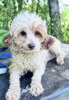 Bunny's litter due soon, a  Doxiepoo for sale in The Villages, FL – 2 of 9