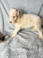 Sparky gold and white parti $1100, a male Poodle - Multi-Colored Standard and Pyredoodle for sale in The Villages, FL – 2 of 3