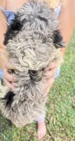 Jasmine Merle parti $625, a female Poodle - Multi-Colored Standard and Pyredoodle for sale in The Villages, FL – 2 of 10