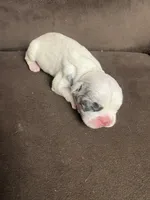 GHOST Merle pied boy, a male French Bulldog for sale in The Villages, FL – 5 of 10