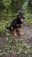 Gemma 950 OBO, a female German Shepherd Dog for sale in The Villages, FL – 4 of 6