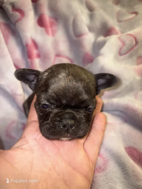BRITNEY brindle girl  – French Bulldog puppy for sale in The Villages, FL