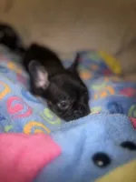 Buddy $1300, a male French Bulldog for sale in The Villages, FL – 7 of 7