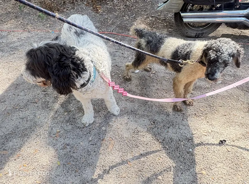 Bobby – Poodle - Multi-Colored Standard, Pyredoodle puppy for sale in The Villages, FL