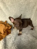Henry the the chocolate and tan $1400, a male French Bulldog for sale in The Villages, FL – 3 of 10