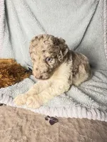 Merlin $1250 chocolate Merle BLUE EYES, a male Poodle - Multi-Colored Standard and Pyredoodle for sale in The Villages, FL – 3 of 9