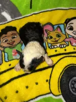 BUDDY $1200  black & white parti , a male Old English Sheepdog and Poodle - Multi-Colored Standard for sale in The Villages, FL – 3 of 8