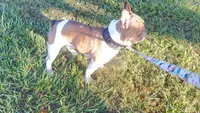 Prince proven stud $600, a male French Bulldog for sale in The Villages, FL – 2 of 7