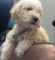 BOSS  gold and white parti $420 one BLUE EYE, a male Poodle - Multi-Colored Standard and Pyredoodle for sale in The Villages, FL – 2 of 8