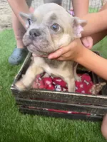 Sarah blue fawn, a female French Bulldog for sale in Ocala, FL – 2 of 4