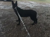 Storm -AKC, a female German Shepherd Dog for sale in The Villages, FL – 4 of 6