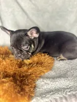 Buddy $1100, a male French Bulldog for sale in The Villages, FL – 3 of 10