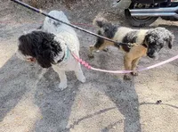 Jasmine Merle parti $1100, a female Poodle - Multi-Colored Standard and Pyredoodle for sale in The Villages, FL – 7 of 8