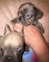 Gemma grey, a female French Bulldog for sale in The Villages, FL – 5 of 9