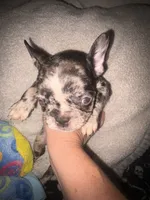 Harley $1600, a female French Bulldog for sale in The Villages, FL – 4 of 10