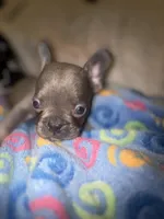 MAX  lilac fawn, a male French Bulldog for sale in The Villages, FL – 2 of 6
