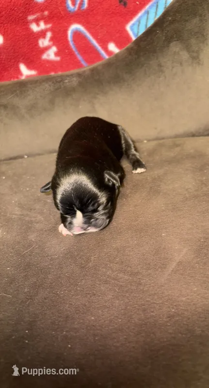 BRUCE brindle boy – French Bulldog puppy for sale in The Villages, FL