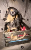 Mocha dapple girl, a female Miniature Dachshund for sale in Ocala, FL – 3 of 6