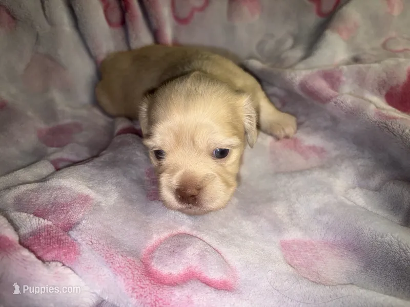 Bindi cream girl – Shih Tzu, Miniature Dachshund puppy for sale in The Villages, FL
