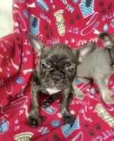 Britney brindle Frenchie $1050, a female French Bulldog for sale in The Villages, FL – 2 of 5